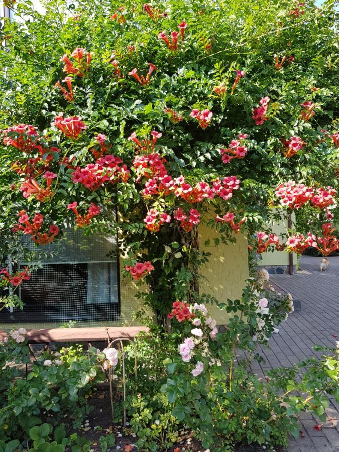 פלאנגה Vila Florena Garden מראה חיצוני תמונה